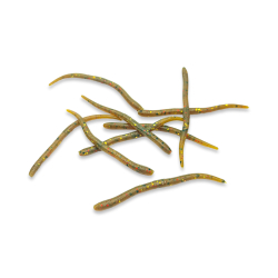 Earthworm - JF Motoroil (UV)