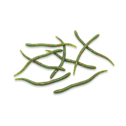 Earthworm - Watermelon Red