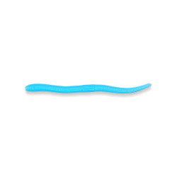 Earthworm - Baby blure / white (UV)