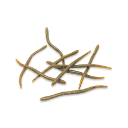 Earthworm - Green Pumpkin