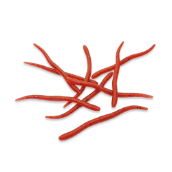 Earthworm - Oxblood