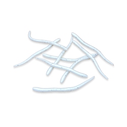 Earthworm - Salt 'n Pepper (GLOW)