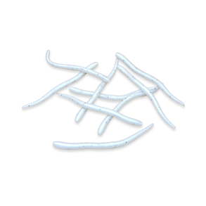 Earthworm - Salt 'n Pepper (GLOW)