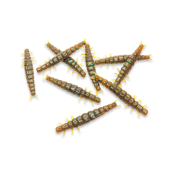 Larva - Green pumpkin