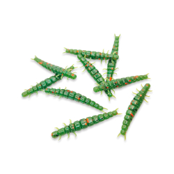 Larva - Watermelon Red